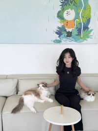 🐾 앨리웨이 광교에서 만나는 고양이 천국, 캣플헤븐