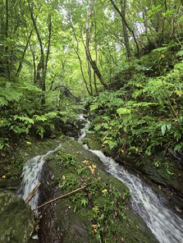 [A trip to feel the breath of the forest] Experience nature in Okinawa's hidden forest, "Yanbaru Forest"