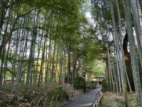 靜岡修繕寺景點 竹林小徑