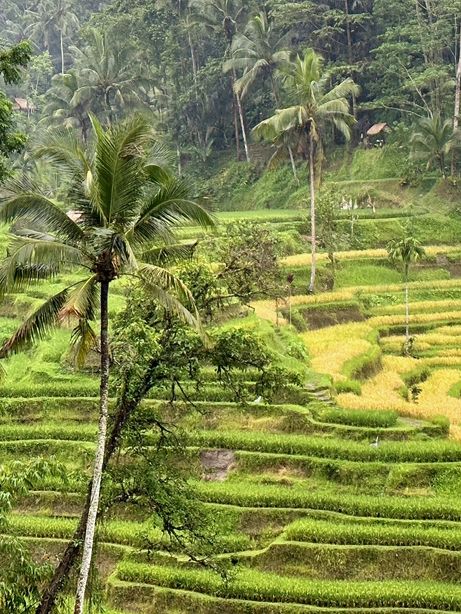 Tis Cafe: Must-Visit in Tegallalang
