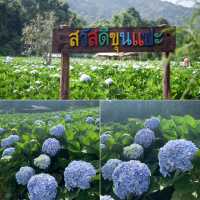 ดอกไฮเดรนเยียที่ขุนแปะ 💐