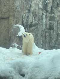 🐧 Rushing for Penguins at Asahiyama Zoo, Hokkaido 🐾