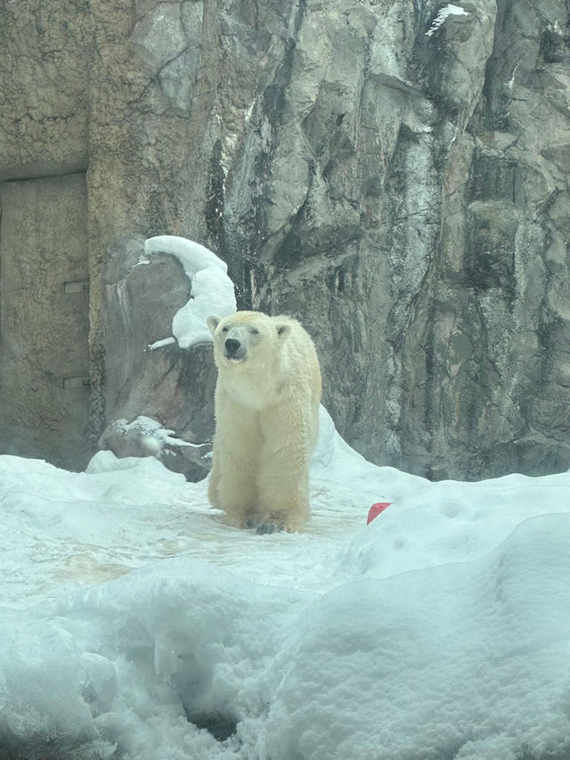 🐧 Rushing for Penguins at Asahiyama Zoo, Hokkaido 🐾