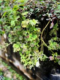 Urban Eden Escape – Kebun-Kebun Bangsar’s Hidden Charm