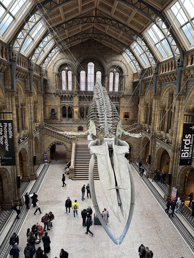 아이와 함께 가기 좋은 박물관 1위 – Natural History Museum