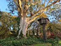 Leafy Stroll at Parque da Alameda