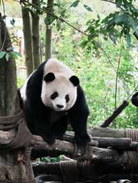 Dujiangyan Panda Valley 🐾