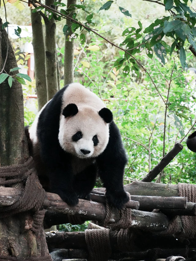 Dujiangyan Panda Valley 🐾