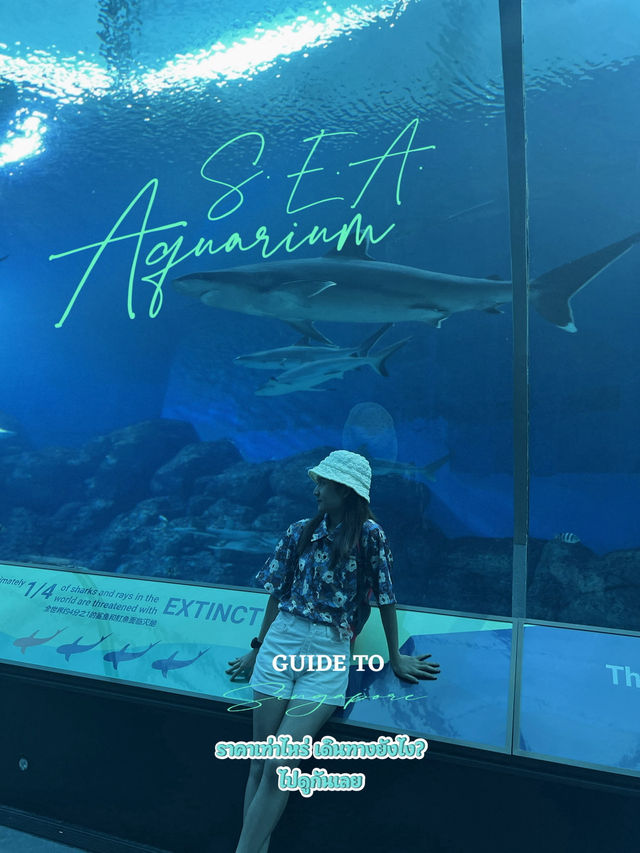 💙หลุดเข้าโลกใต้ทะเลกับ S.E.A. Aquarium Singapore 