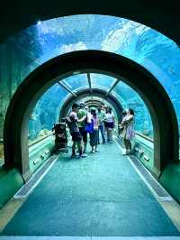 The Sea Shell-越南最大的水族館，吸睛巨型海龜造型