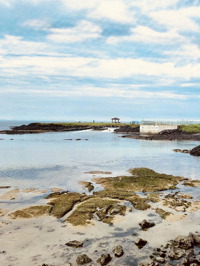 Potential for Dolphin Sightings and Coastal Wildlife