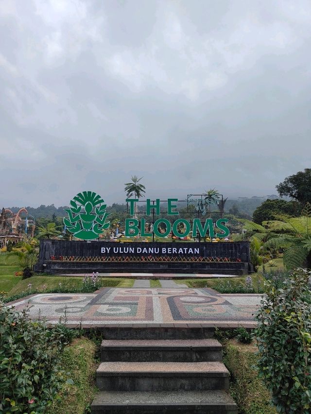 🦚 The Blooming Majesty: Bali’s Giant Peacock in Full Flower
