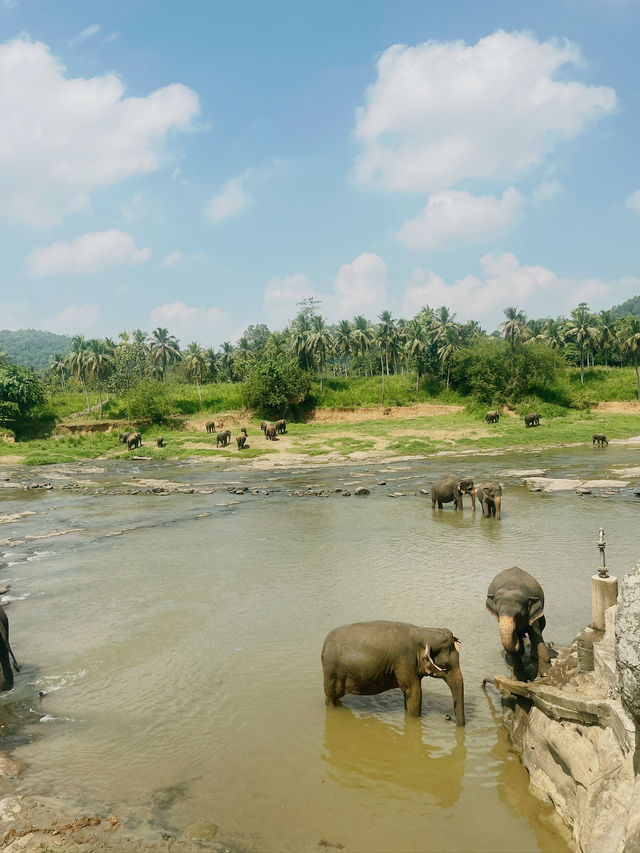 【ピンナワラゾウの孤児院】🇱🇰スリランカ