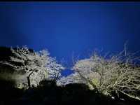 【御船山楽園】四季が彩る幻想庭園で、心ほどけるひととき🌸🍁🌌