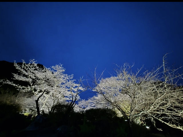 【御船山楽園】四季が彩る幻想庭園で、心ほどけるひととき🌸🍁🌌