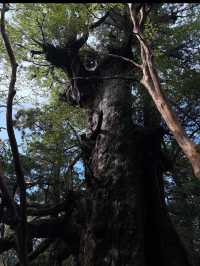 神秘の森・屋久島で“もののけ姫”の世界に迷い込む旅