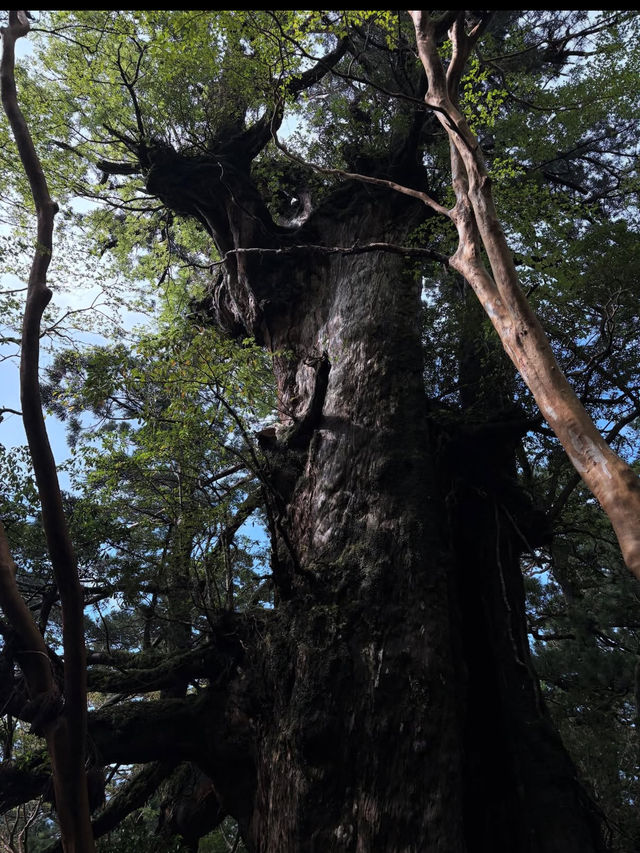 神秘の森・屋久島で“もののけ姫”の世界に迷い込む旅