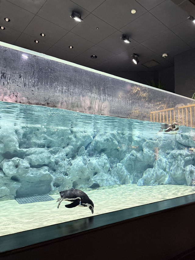 [okinawa]DMM Kariyushi水族館