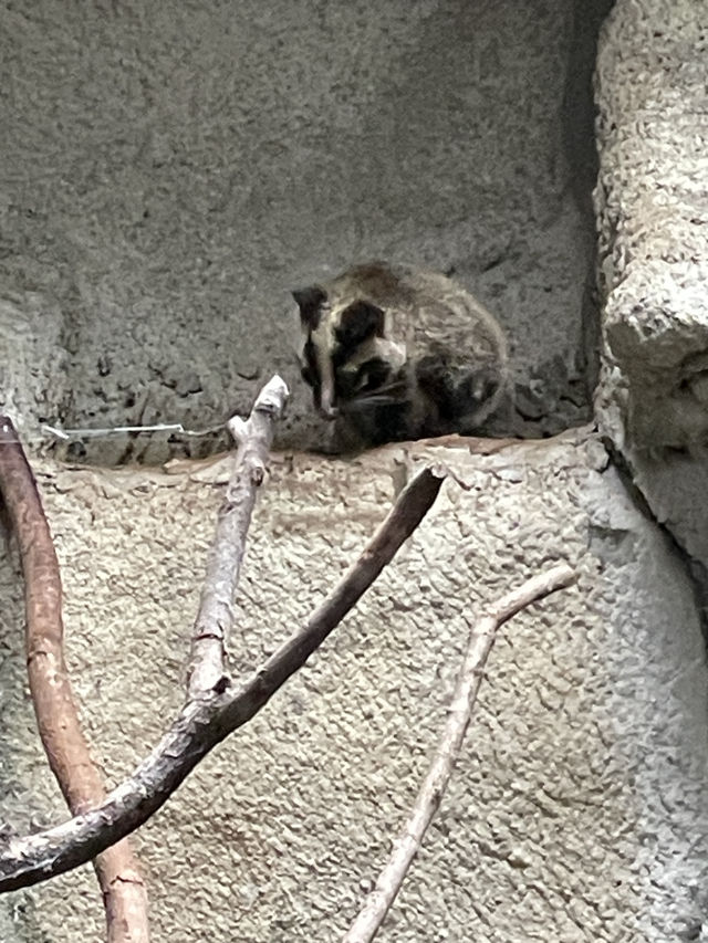 Taipei Zoo Adventure