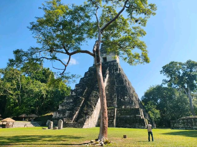 Ancient Jungle Wonders at Tikal National Park Ancient Jungle Wonders at Tikal National Park
