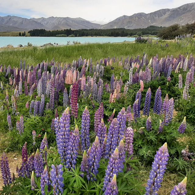Bloom & Blue: A Dreamy Escape to Lake Tekapo