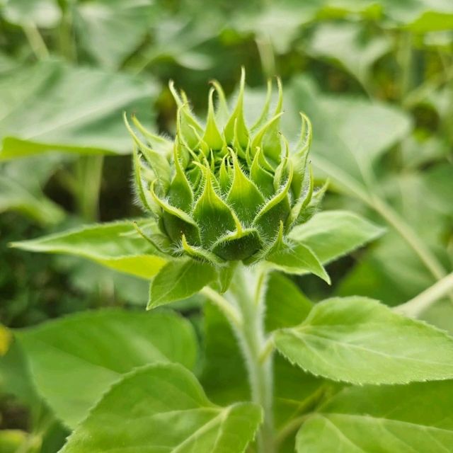 夏色に染まる🌻笑顔あふれる「はがた農園」