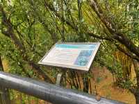 Dipterocarp Walk at The Canopy, Taman Botani Putrajaya – A Nature Escape Above the Trees
