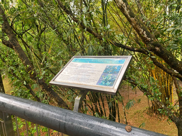 Dipterocarp Walk at The Canopy, Taman Botani Putrajaya – A Nature Escape Above the Trees