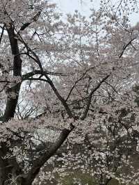 서산 봄 여행 🌼 수선화와 벚꽃을 한 번에!