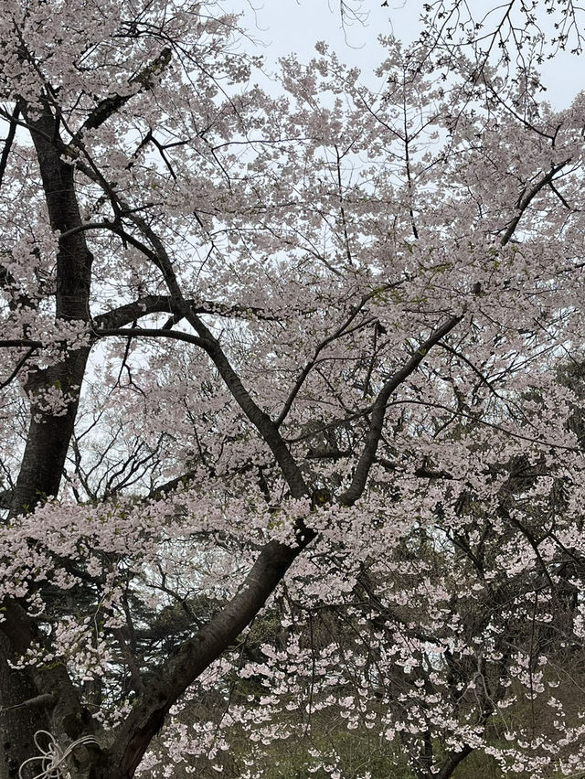 서산 봄 여행 🌼 수선화와 벚꽃을 한 번에!