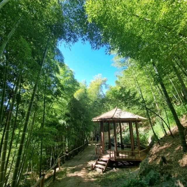 🎍 거제맹종죽테마파크, 대나무 숲 속 힐링 여행