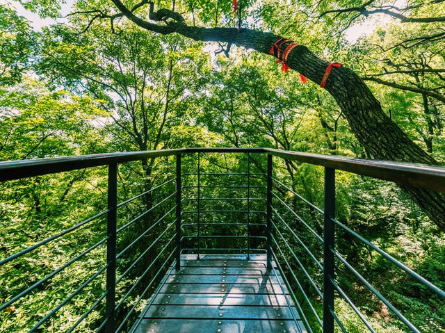 上海🇨🇳余山國家旅遊度假區