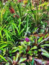 🌸 “Harry P. Leu Gardens – Orlando’s Blooming Paradise!”