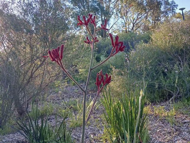 Kings Park and Botanic Garden