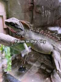 Farm In The City: Interactive Wildlife Experience for the Whole Family