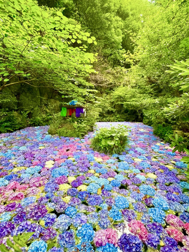 🌸 Nanzoin Temple — Serenity, Hydrangeas, and the Great Reclining Buddha