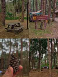 ⛺️ ลานดงสน | จุดกางเต็นท์ยอดนิยม