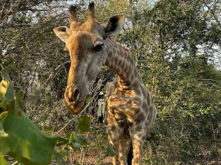 Luxury Meets Nature Beside the Mighty Falls