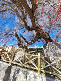 The Divine Tree "Sea-Calming Needle": A Wellspring of Energy