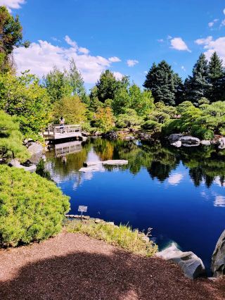 The Soloist's Autumn Return: Denver Botanic Garden & Bonsai Collection