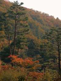 🌲 Hwadam Forest — A Hidden Autumn Paradise Just Outside Seoul