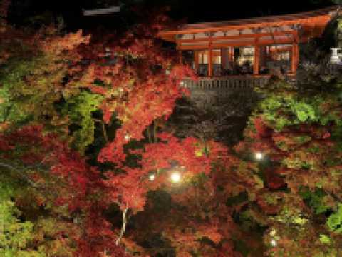 บรรยากาศใบไม้เปลี่ยนสีที่นารา เกียวโต และโอซาก้า