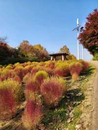 ⭐서울 올림픽공원 하루 코스 – 거대한 엄지상 구경하고, 가을 댑싸리 걷고, 청와옥에서 마무리!