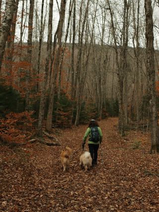 ค้นพบนิวยอร์กในอีกมุมหนึ่ง: การเดินป่าบนภูเขาฮันเตอร์ในฤดูใบไม้ร่วง