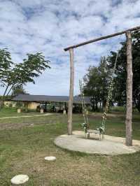 치앙마이 시내에서 20분만 가면 볼 수 있는 코끼리카페