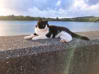 🌊 沖繩奧武島|貓咪之島 × 漁村秘境× 沖繩必吃天婦羅