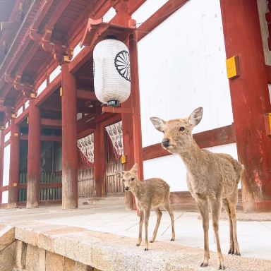奈良】京都から日帰り・ゆる奈良観光🦌 | Trip.com 奈良市