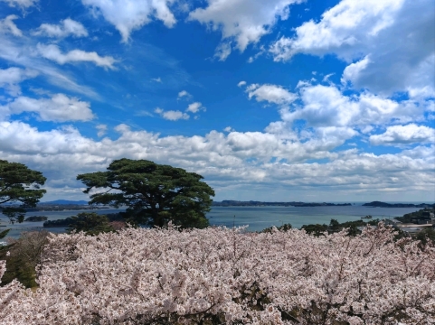 2026年 西行戻しの松公園お花見おすすめ| Trip Moments