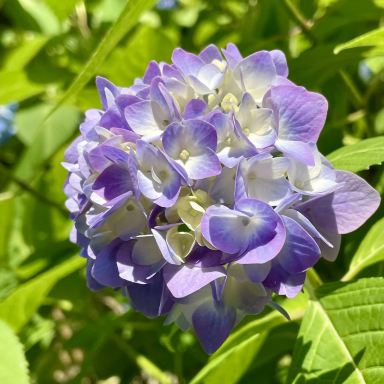 A Special Time Surrounded by Hydrangeas at Hase-dera Temple
