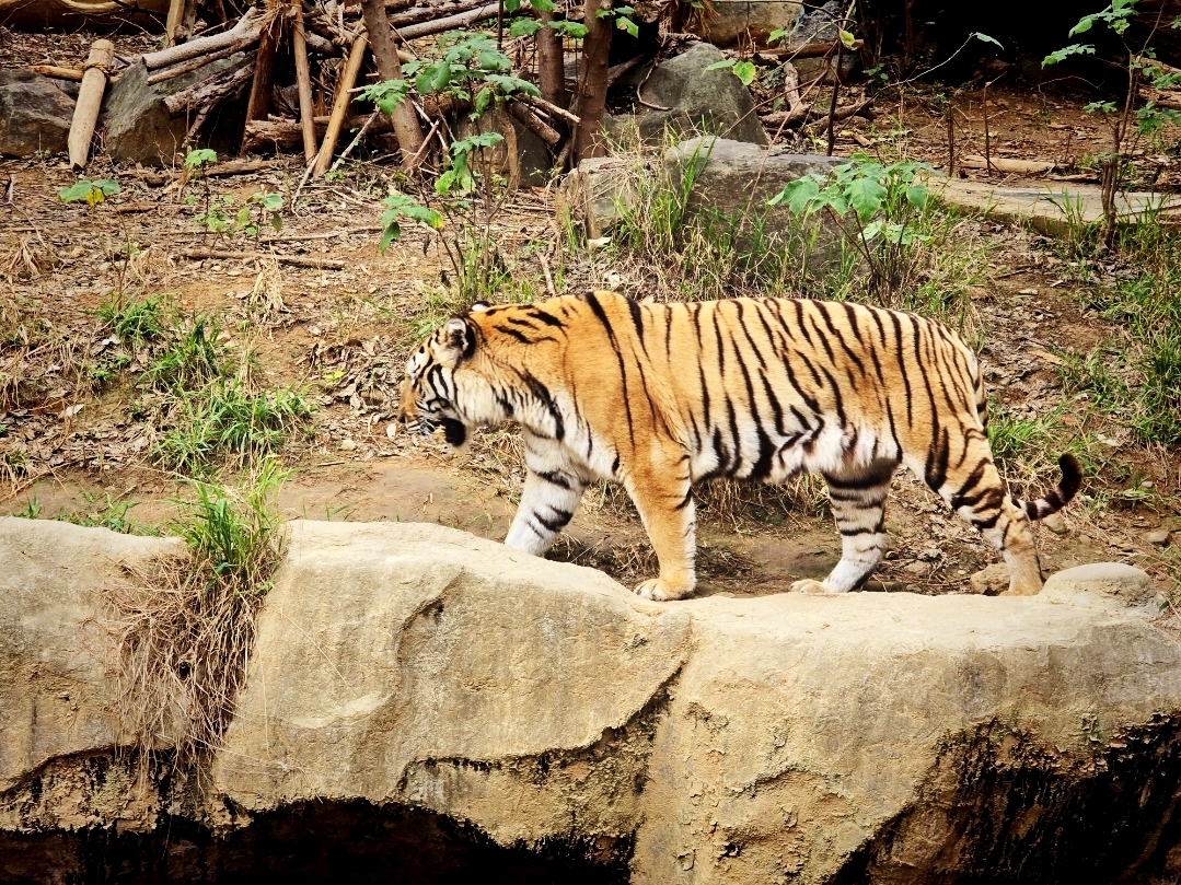 ​[Hsinchu] The Magnificent Transformation of Taiwan's Oldest Zoo: Step Into a Cageless Urban Forest.